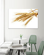 Obraz Farma Pšeničné klasy 1774